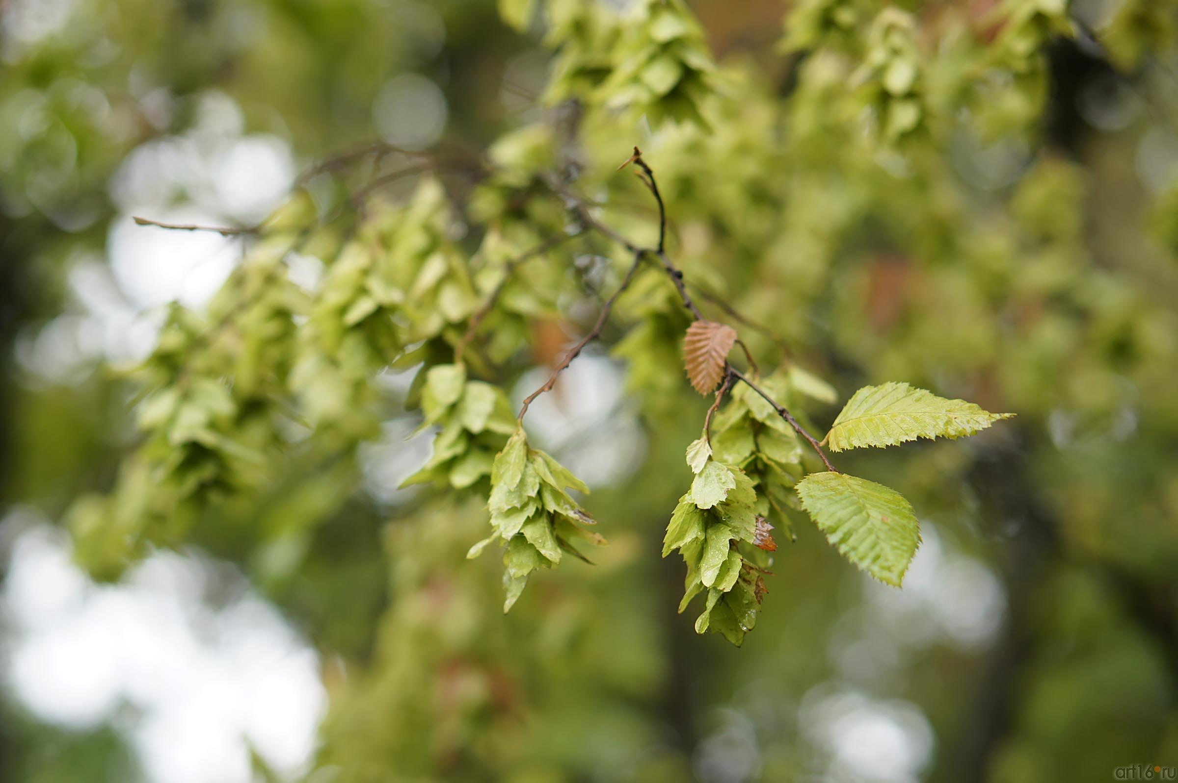 Флора Ливадийского парка::Парк в Ливадии