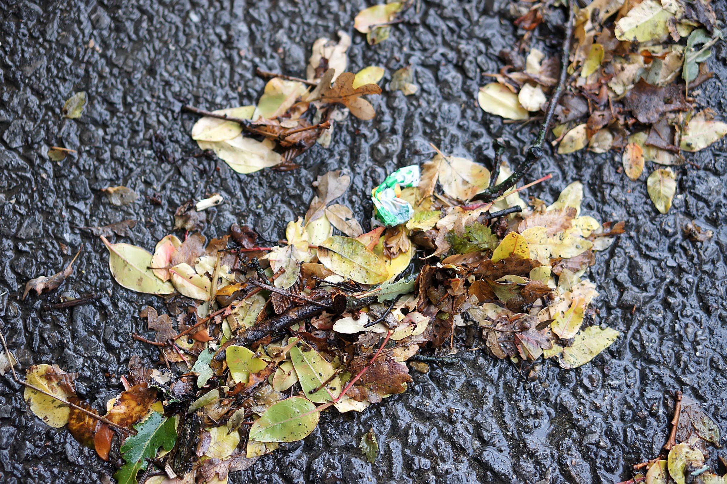 Осенняя листва на дорожке Ливадийского парка::Парк в Ливадии