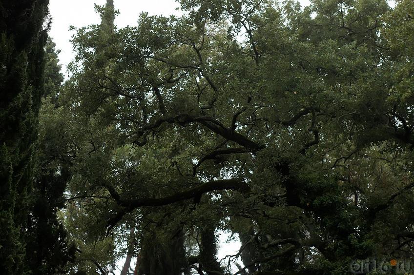 Флора Ливадийского парка::Парк в Ливадии