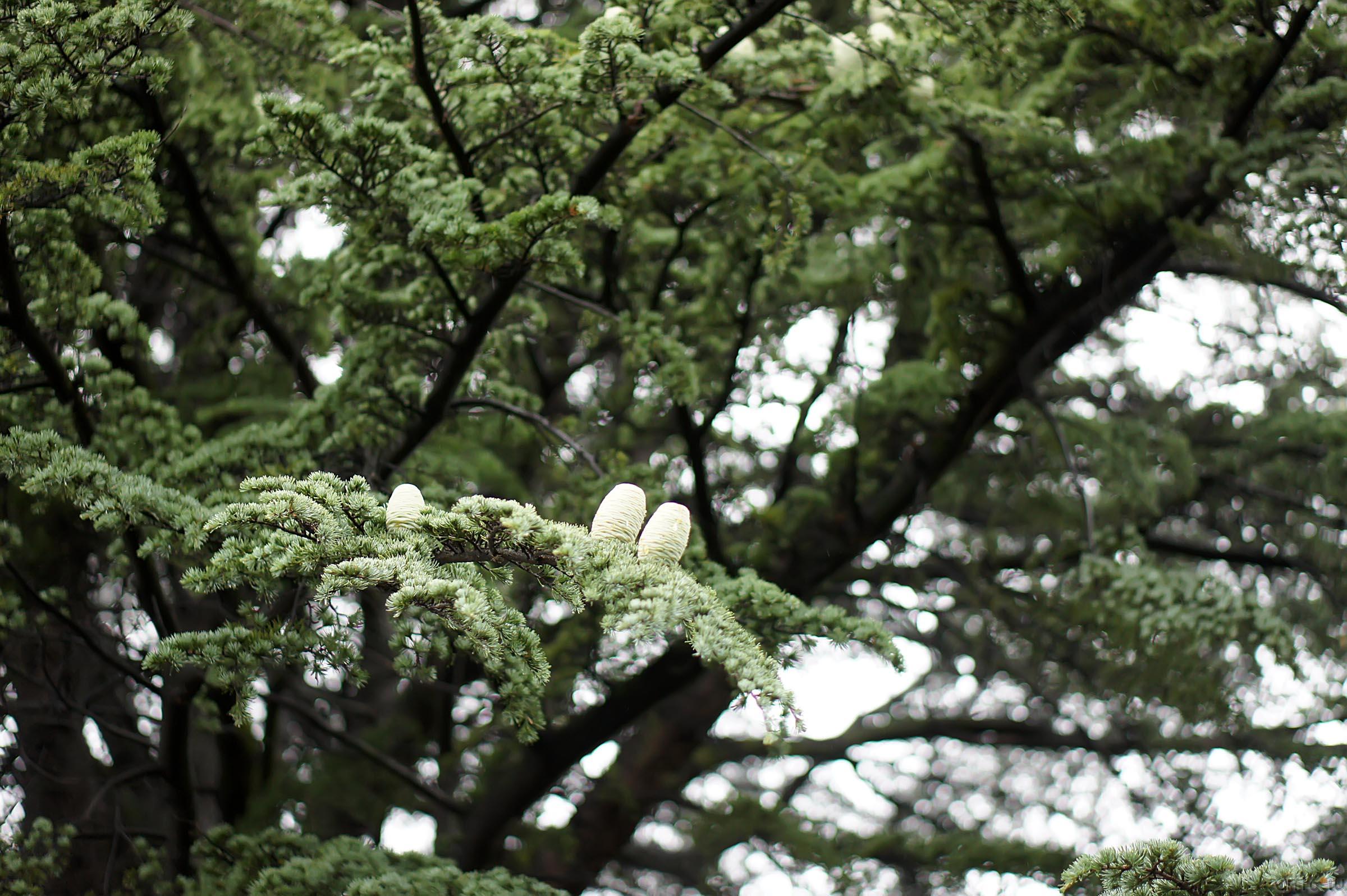 Флора Ливадийского парка::Парк в Ливадии