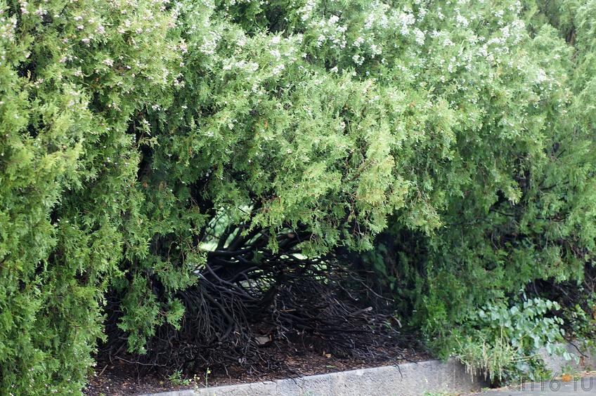 Флора Ливадийского парка::Парк в Ливадии