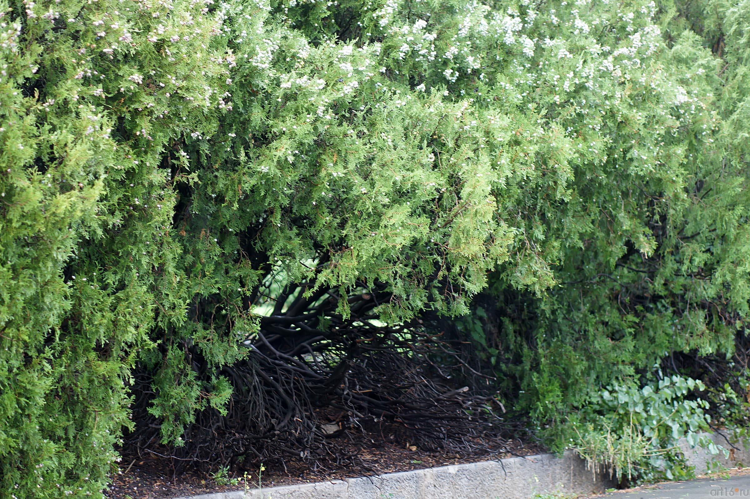 Флора Ливадийского парка::Парк в Ливадии