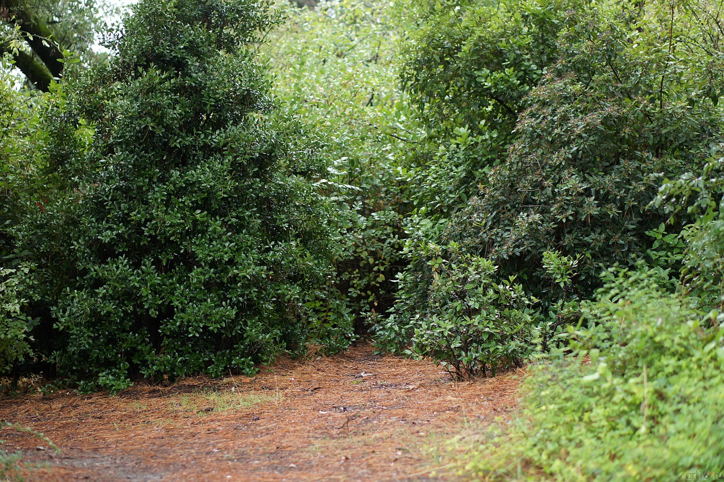 Флора Ливадийского парка::Парк в Ливадии
