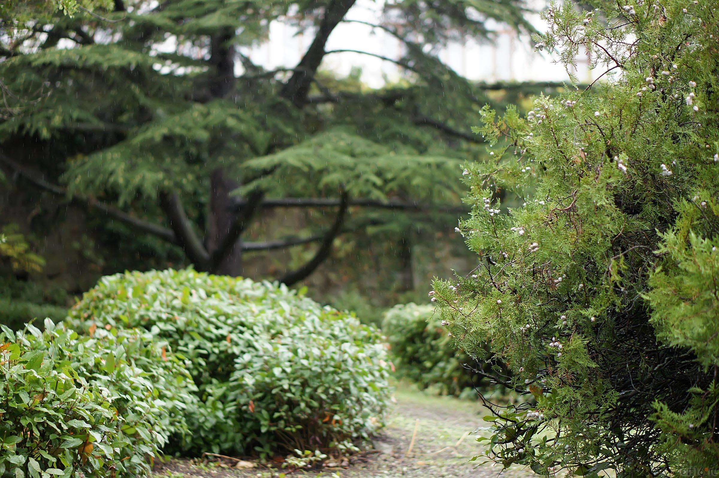 Флора Ливадийского парка::Парк в Ливадии