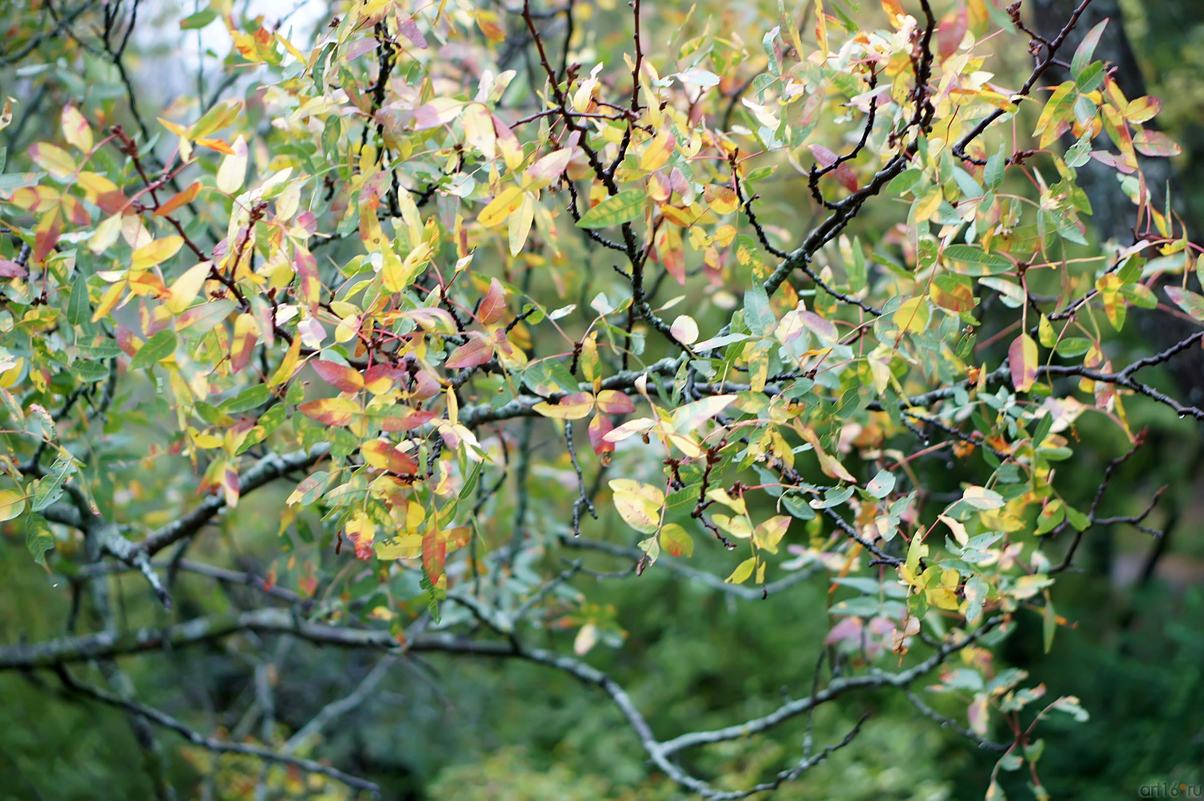 Флора Крыма::Парк в Ливадии