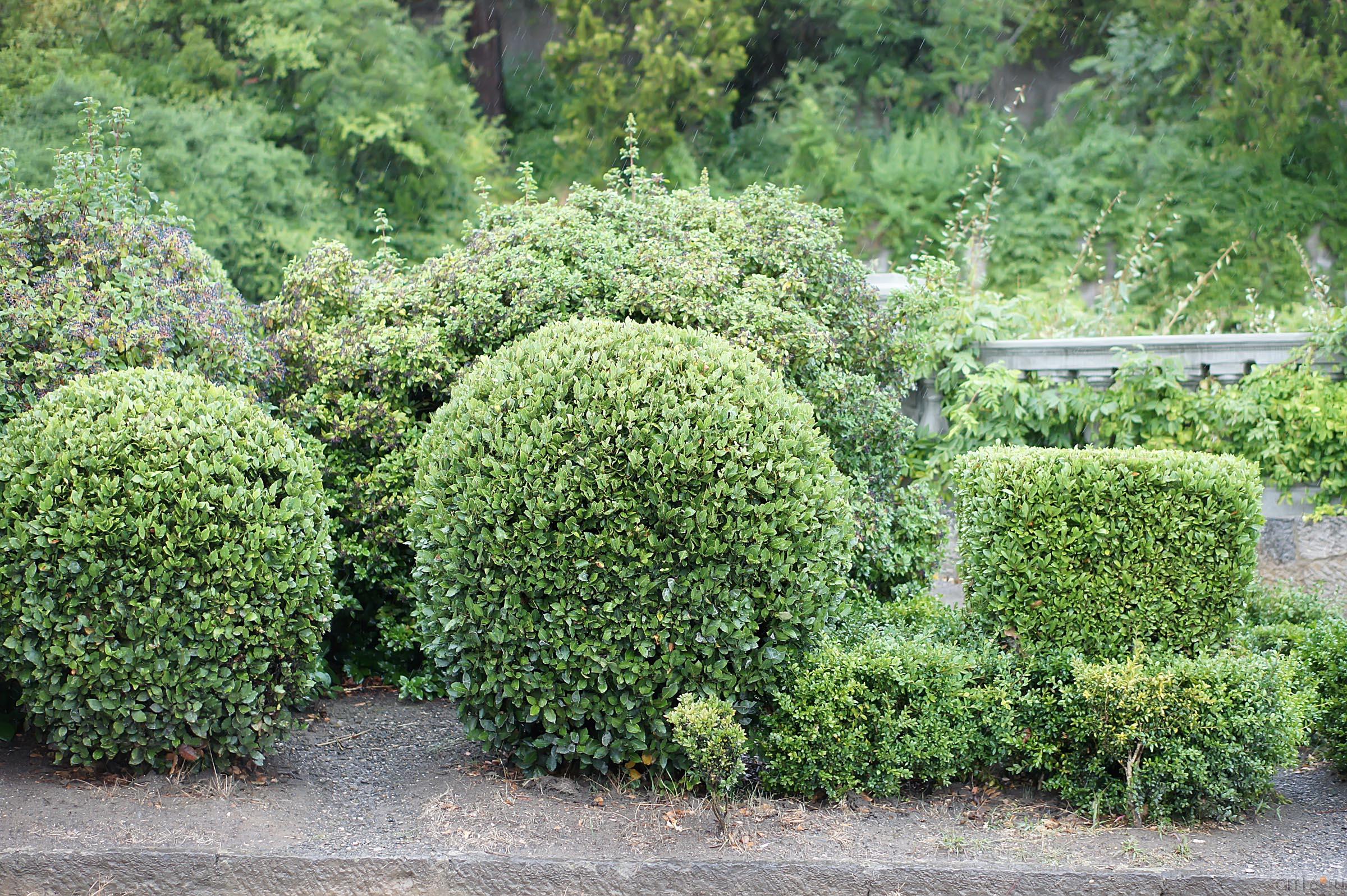 Ланшафтный дизайн Ливадийского парка::Парк в Ливадии