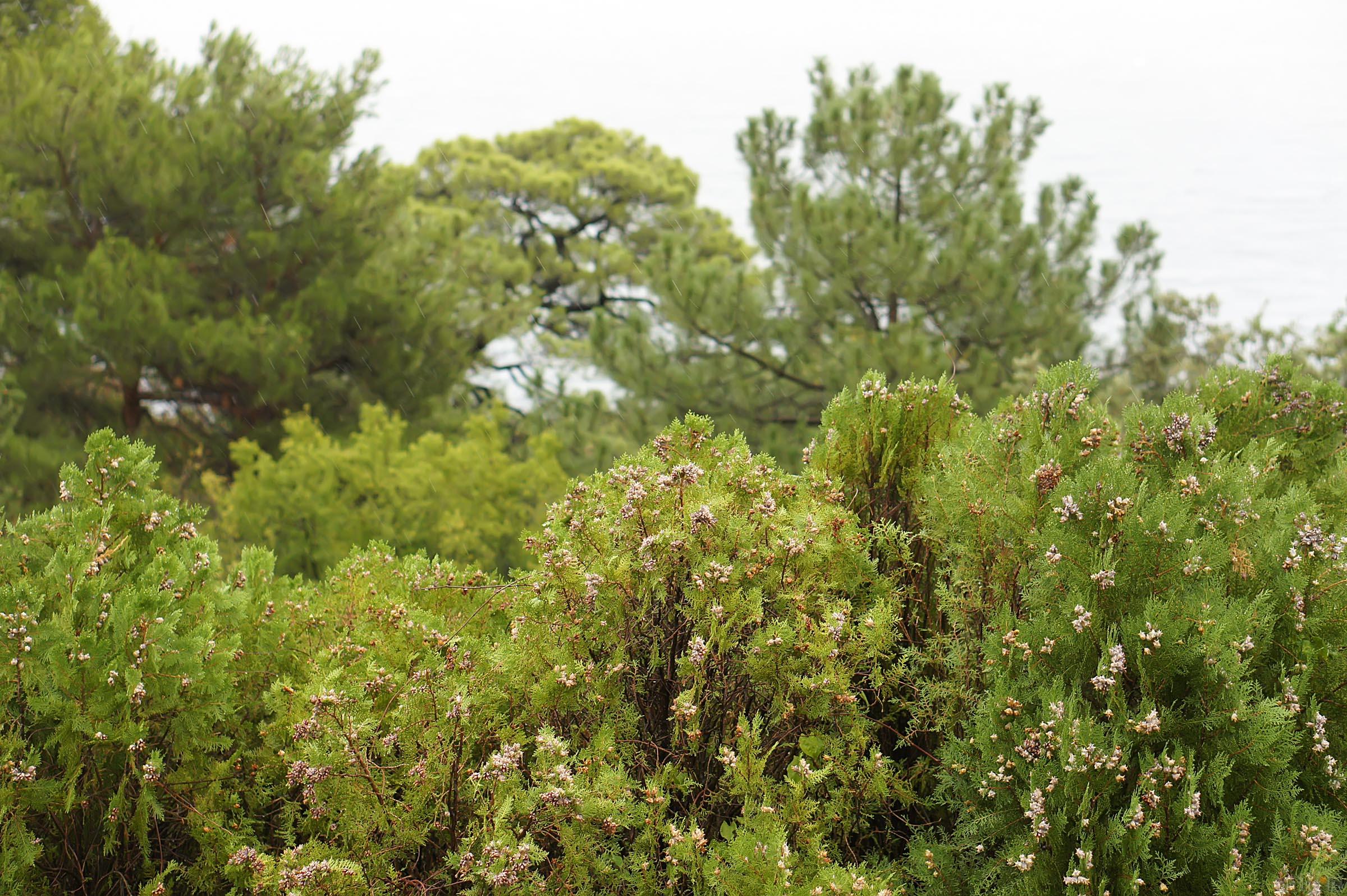 Крым, Ялта.  Ливадийский парк::Парк в Ливадии