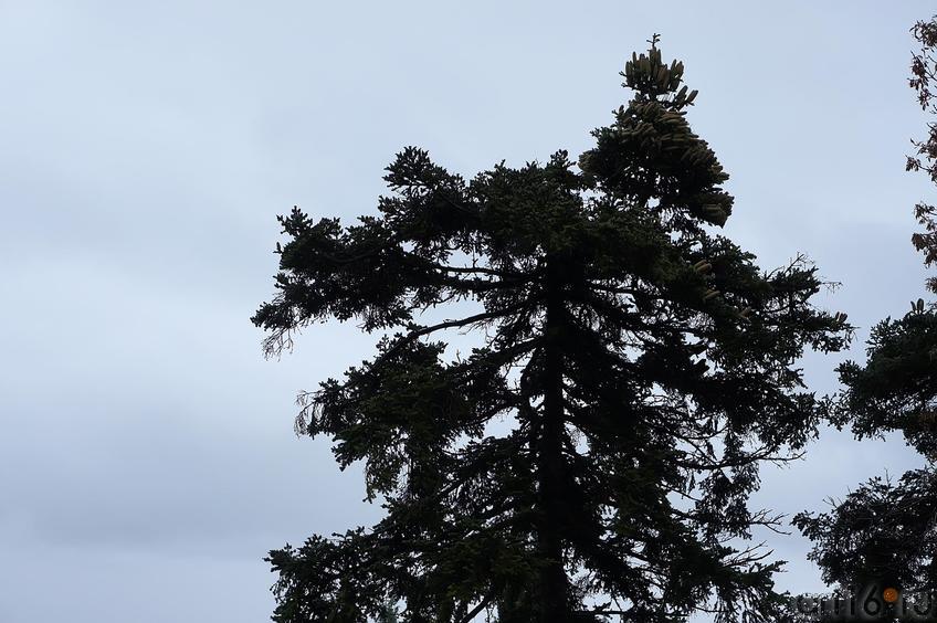 Деревья Ливадийского парка::Парк в Ливадии