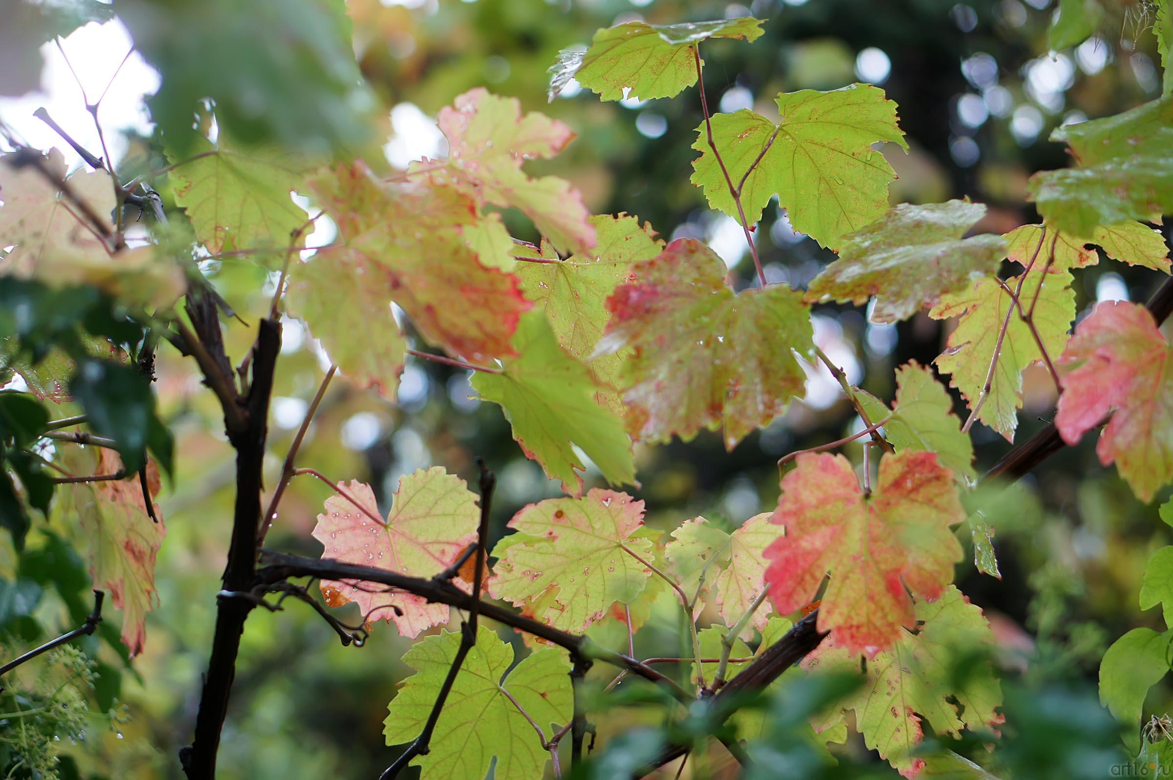 Флора. Ливадийский парк, Крым::Парк в Ливадии