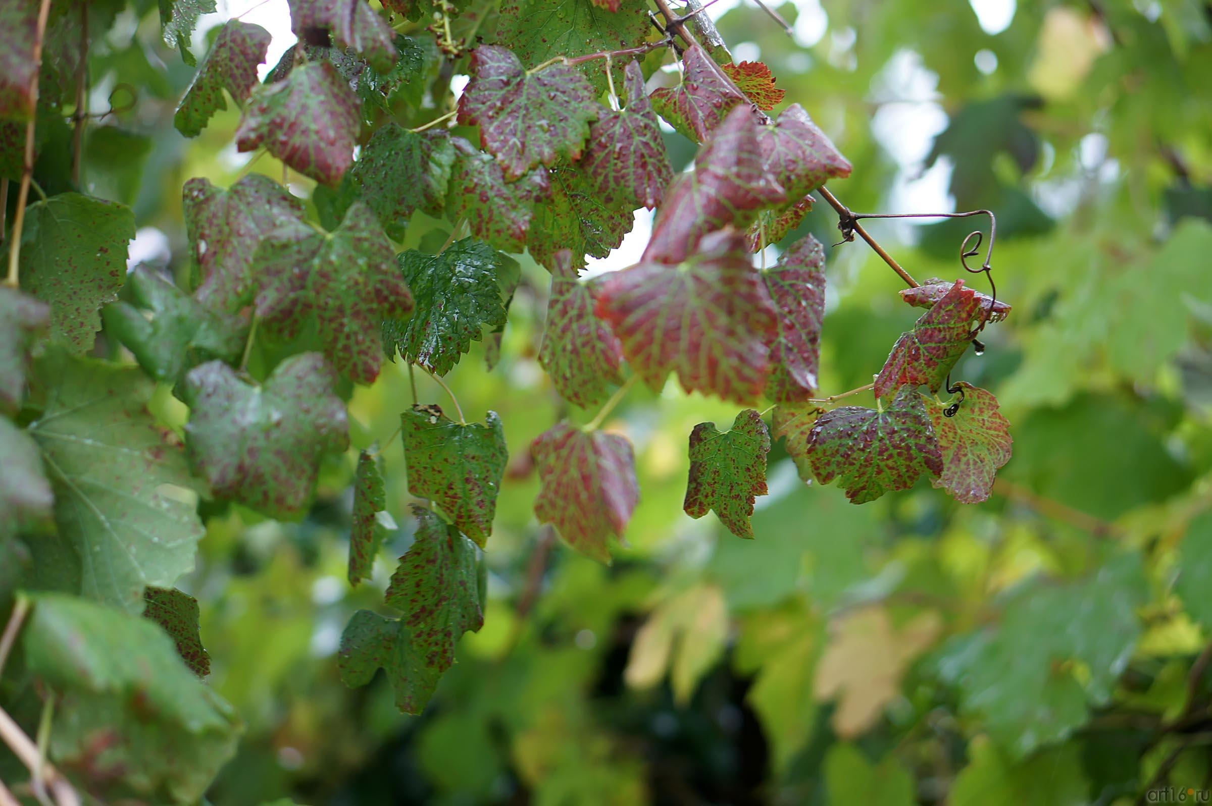 Флора. Ливадийский парк, Крым::Парк в Ливадии