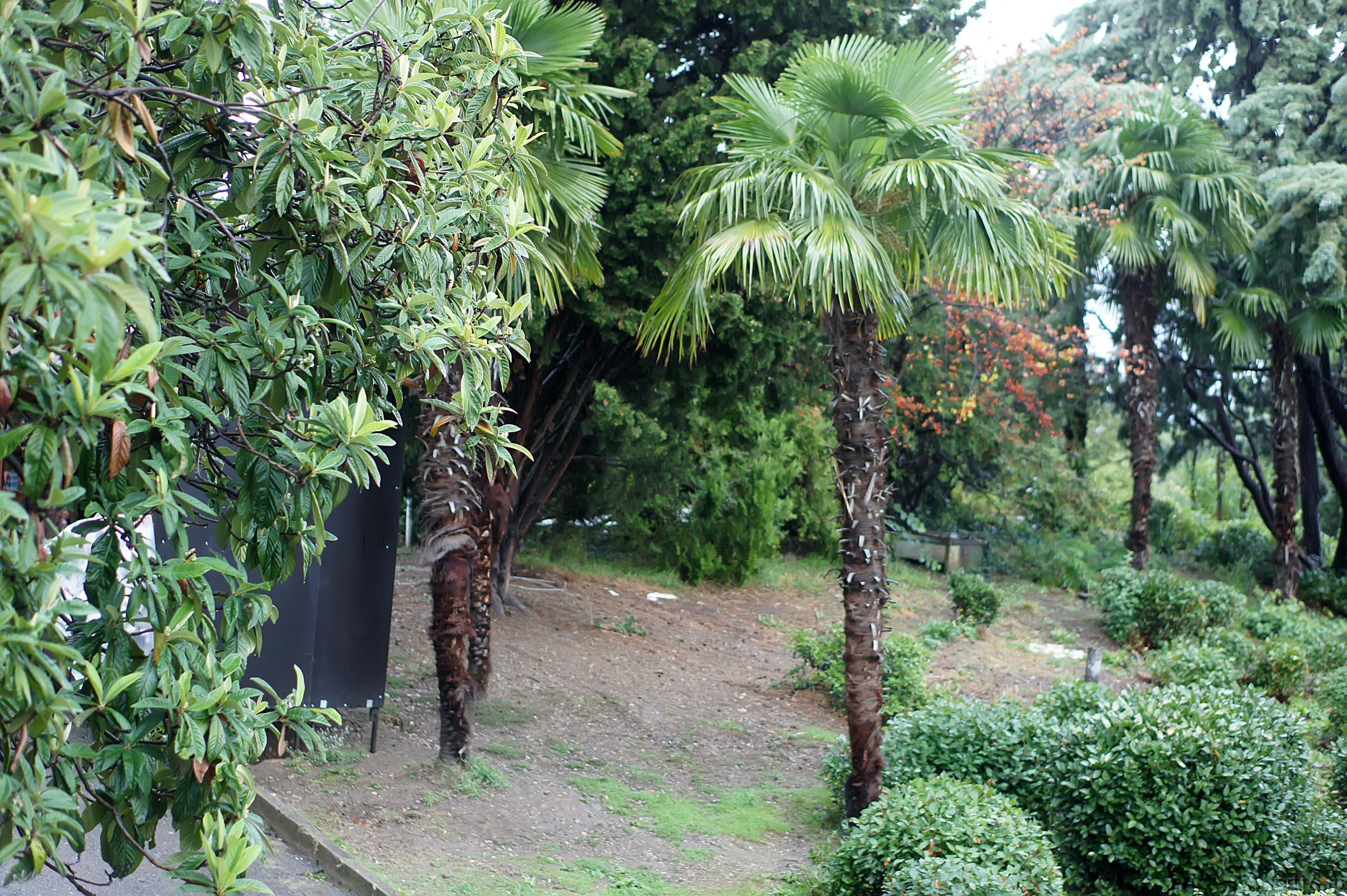 Флора. Ливадийский парк, Крым::Парк в Ливадии