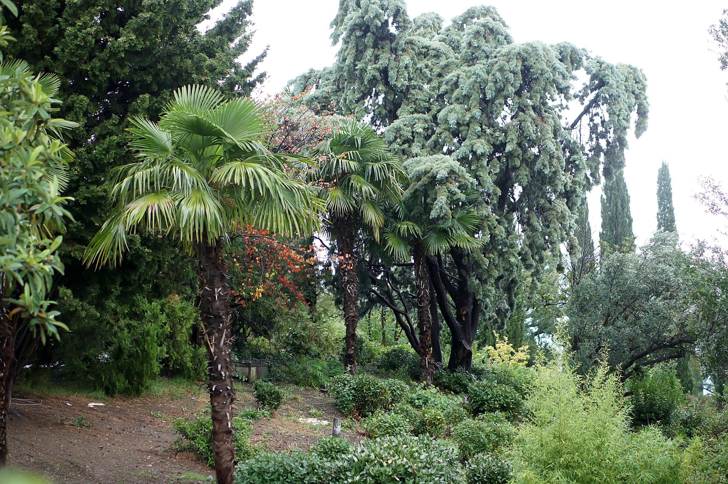 Флора. Ливадийский парк, Крым::Парк в Ливадии