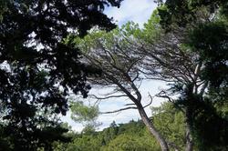 Крымские деревья в Воронцовском парке