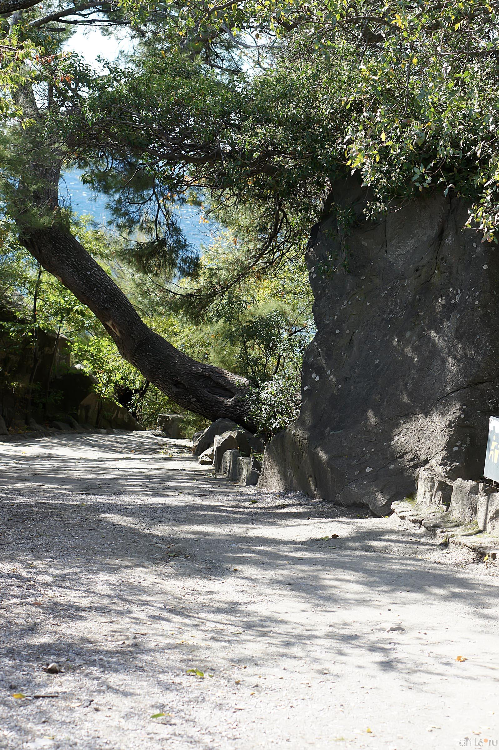 Дорожки Воронцовского парка::Воронцовский парк