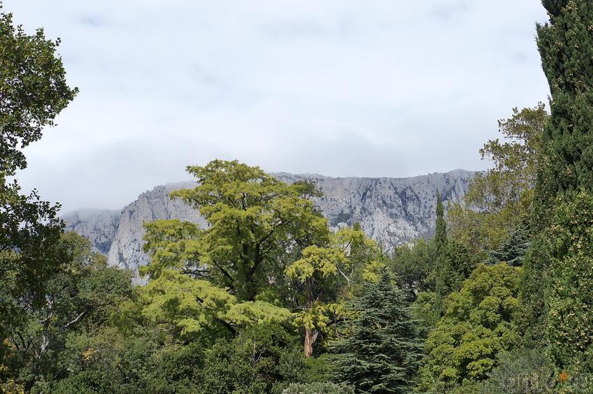 Ай-Петри издалека::Воронцовский парк
