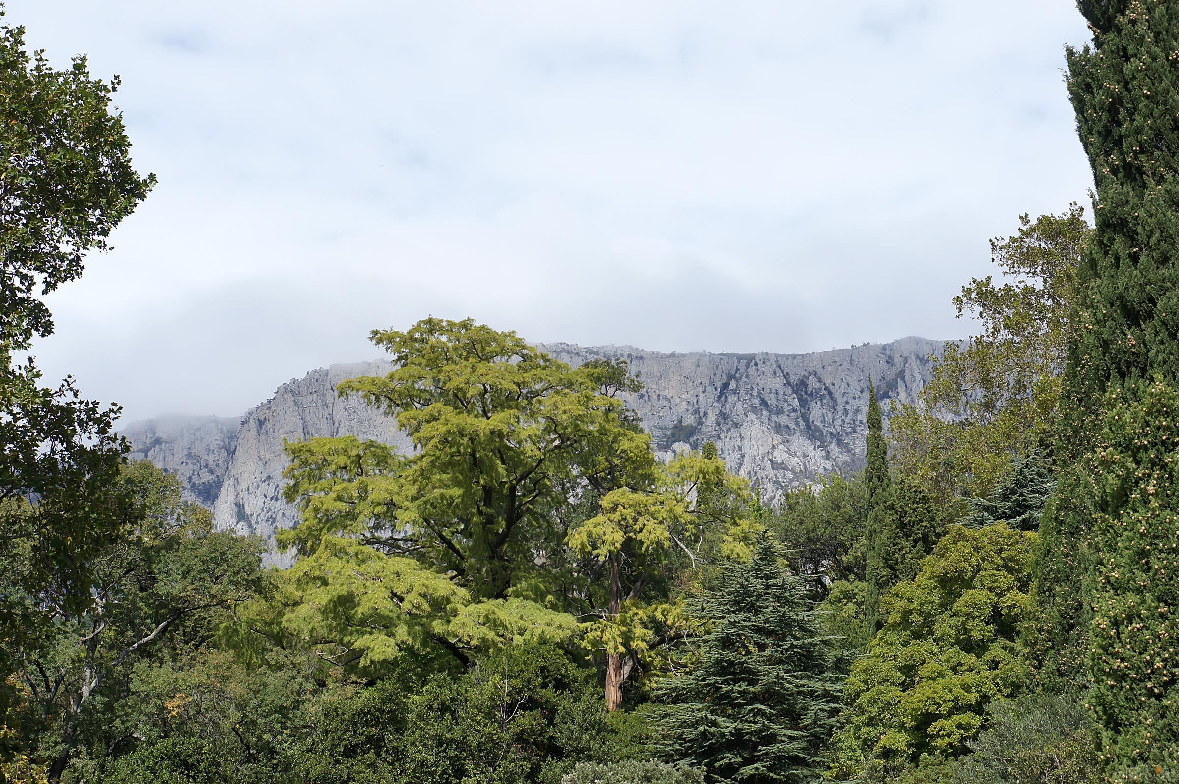 Ай-Петри издалека::Воронцовский парк