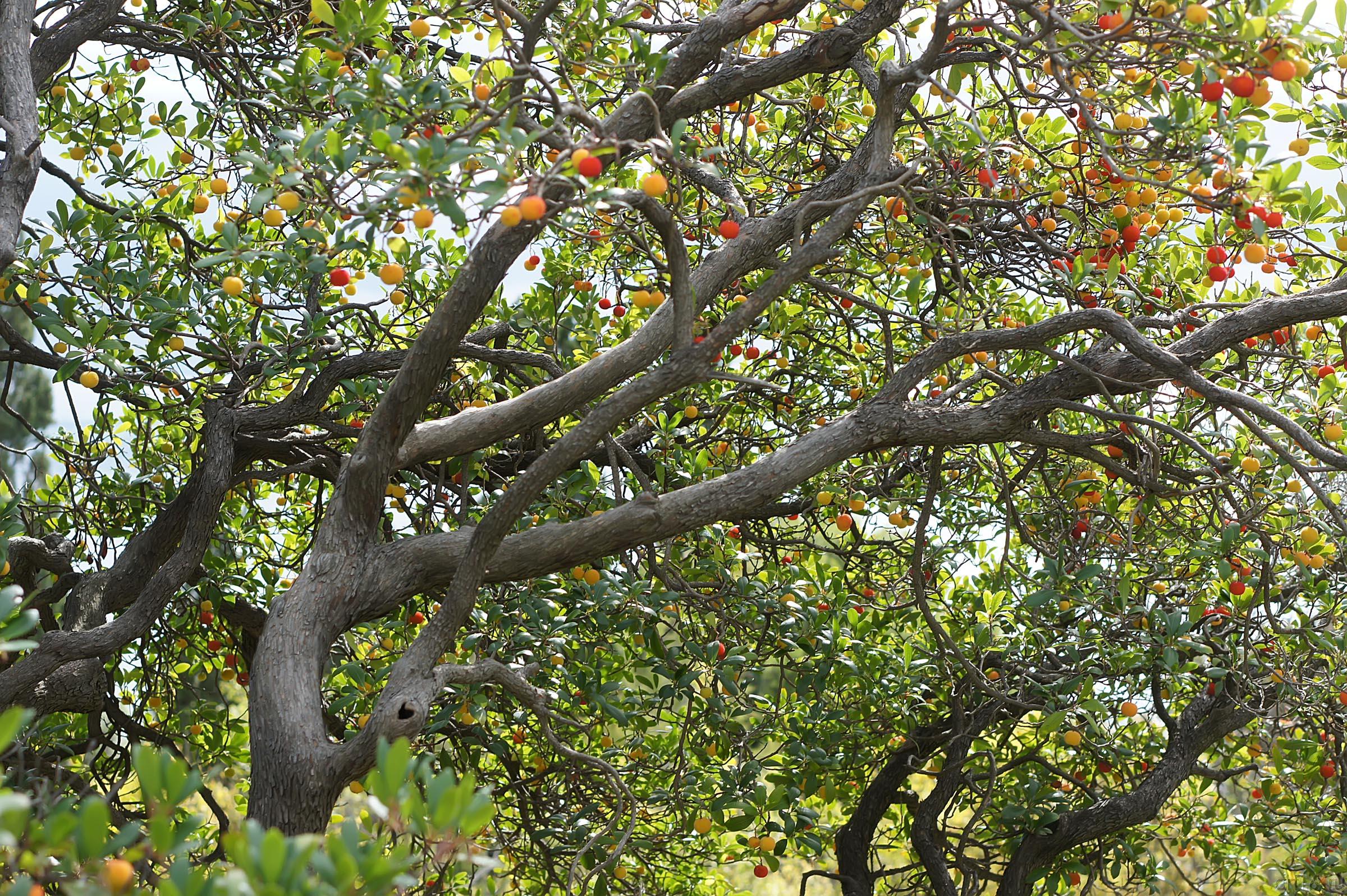 Флора Крыма. Воронцовский парк::Воронцовский парк
