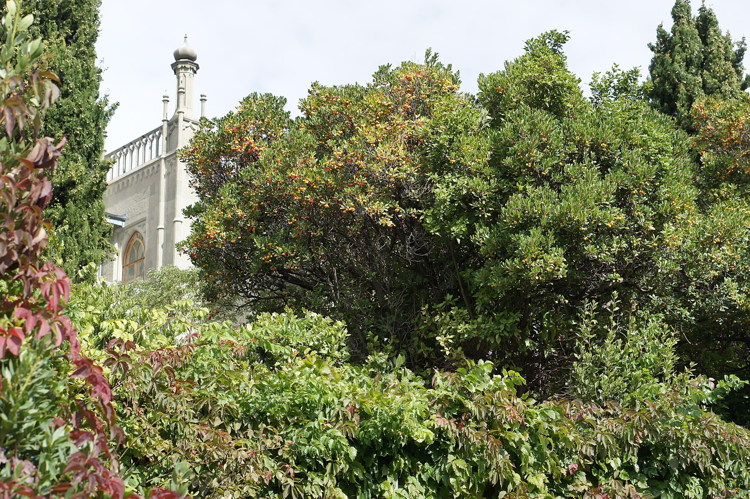 Флора Крыма. Воронцовский парк. Дворец::Воронцовский парк