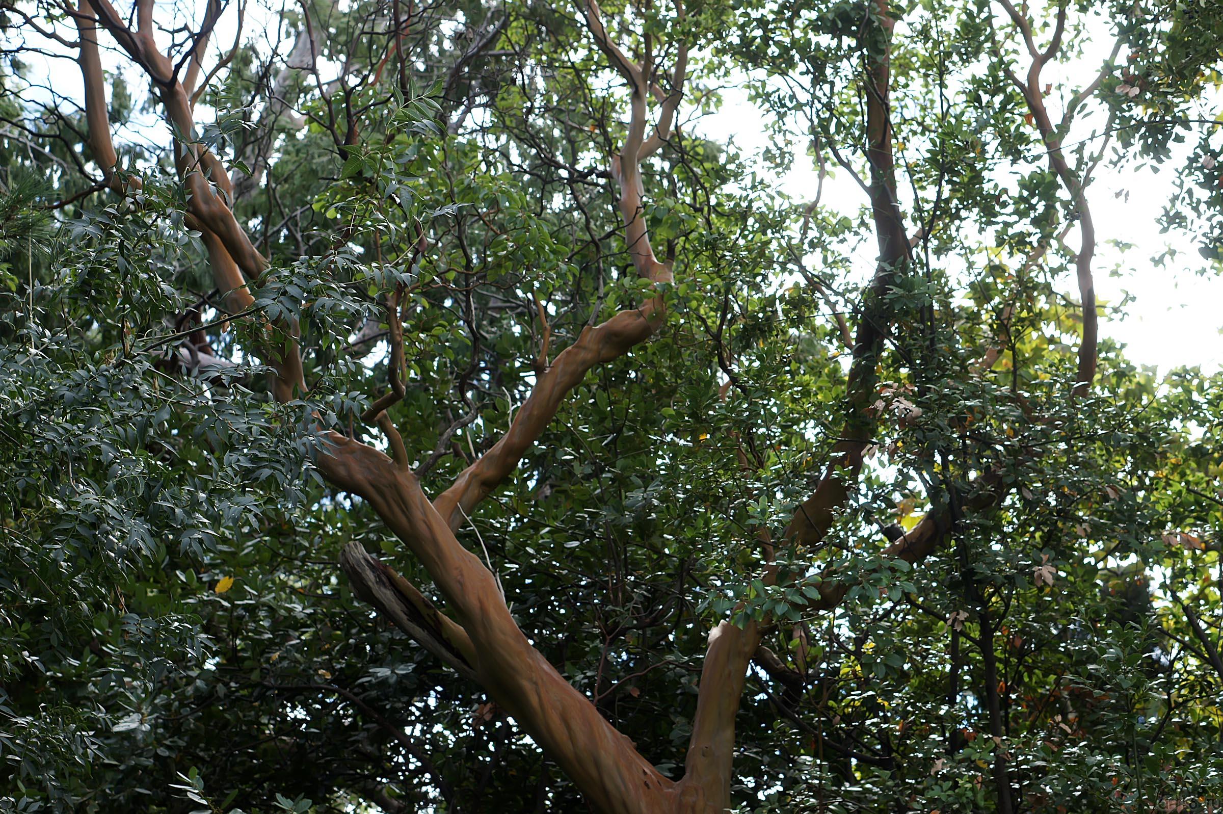 Флора Крыма. Воронцовский парк::Воронцовский парк