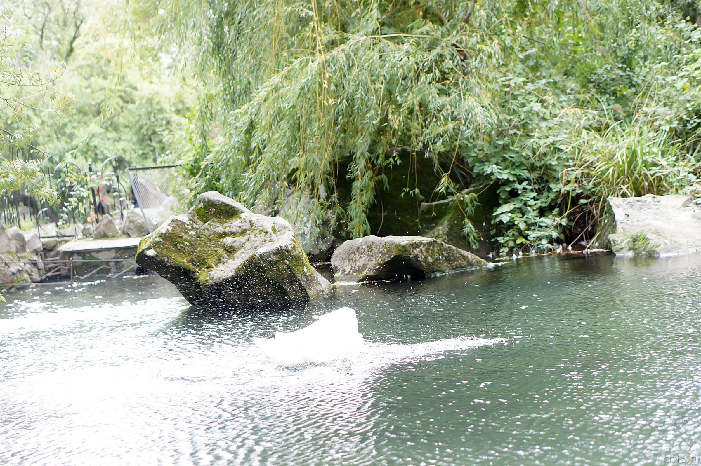 Озера верхнего парка. Воронцовский парк. Лебедь::Воронцовский парк