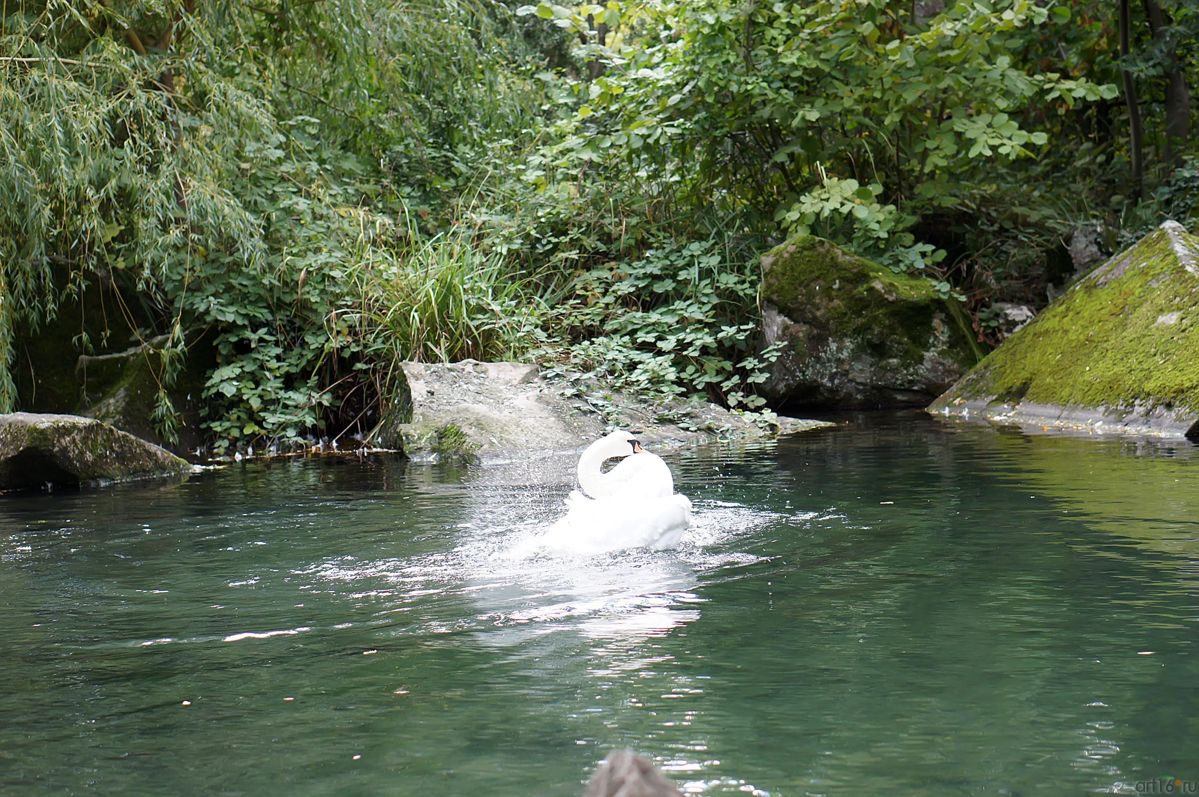 Озера верхнего парка. Воронцовский парк. Лебедь::Воронцовский парк