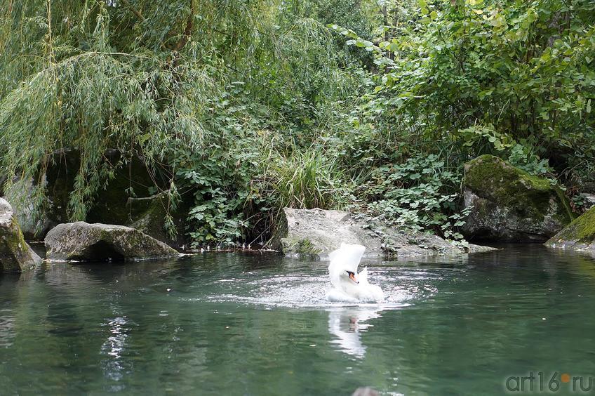 Озера верхнего парка. Воронцовский парк. Лебедь::Воронцовский парк