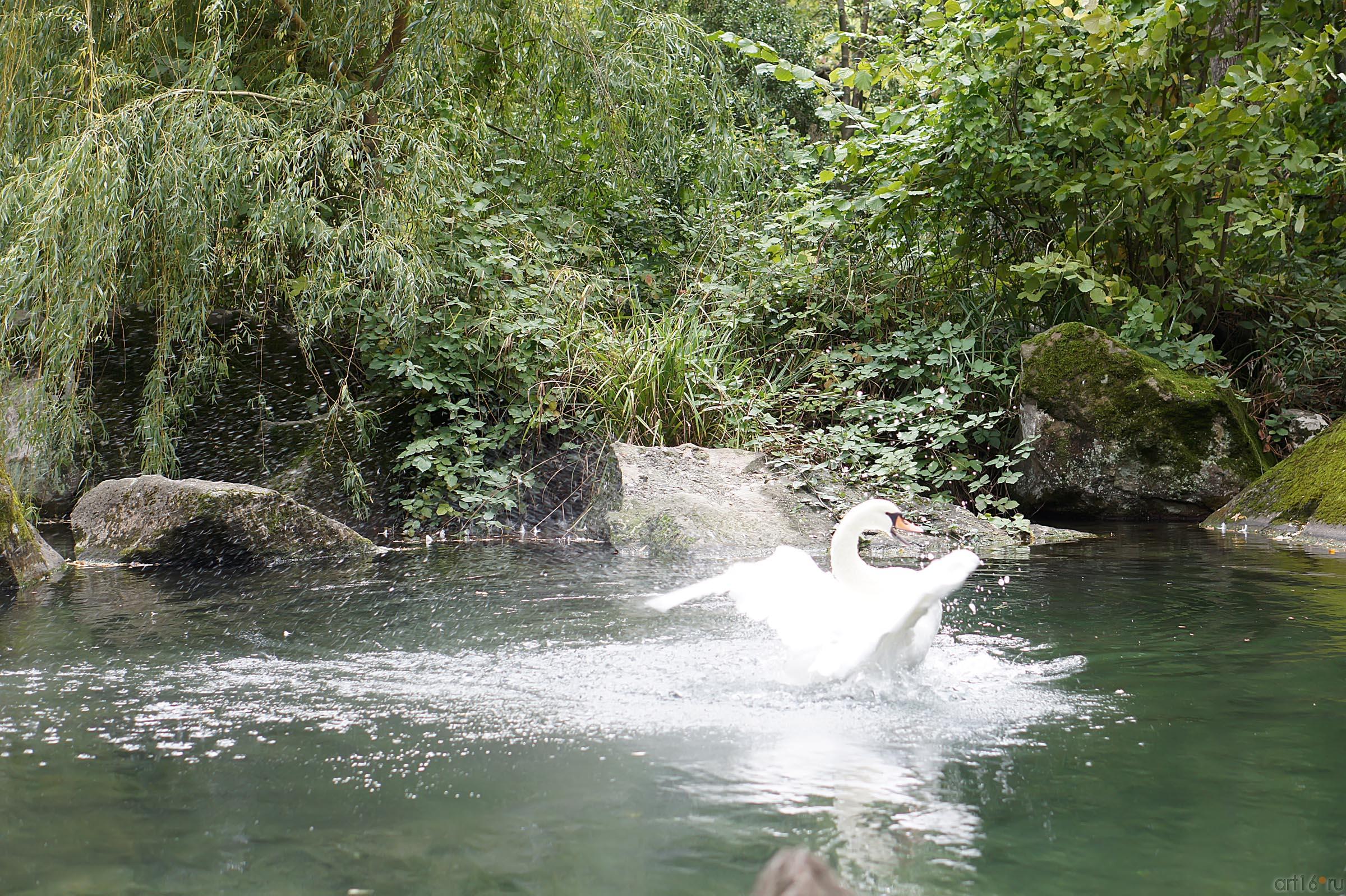 Озера верхнего парка. Воронцовский парк. Лебедь::Воронцовский парк