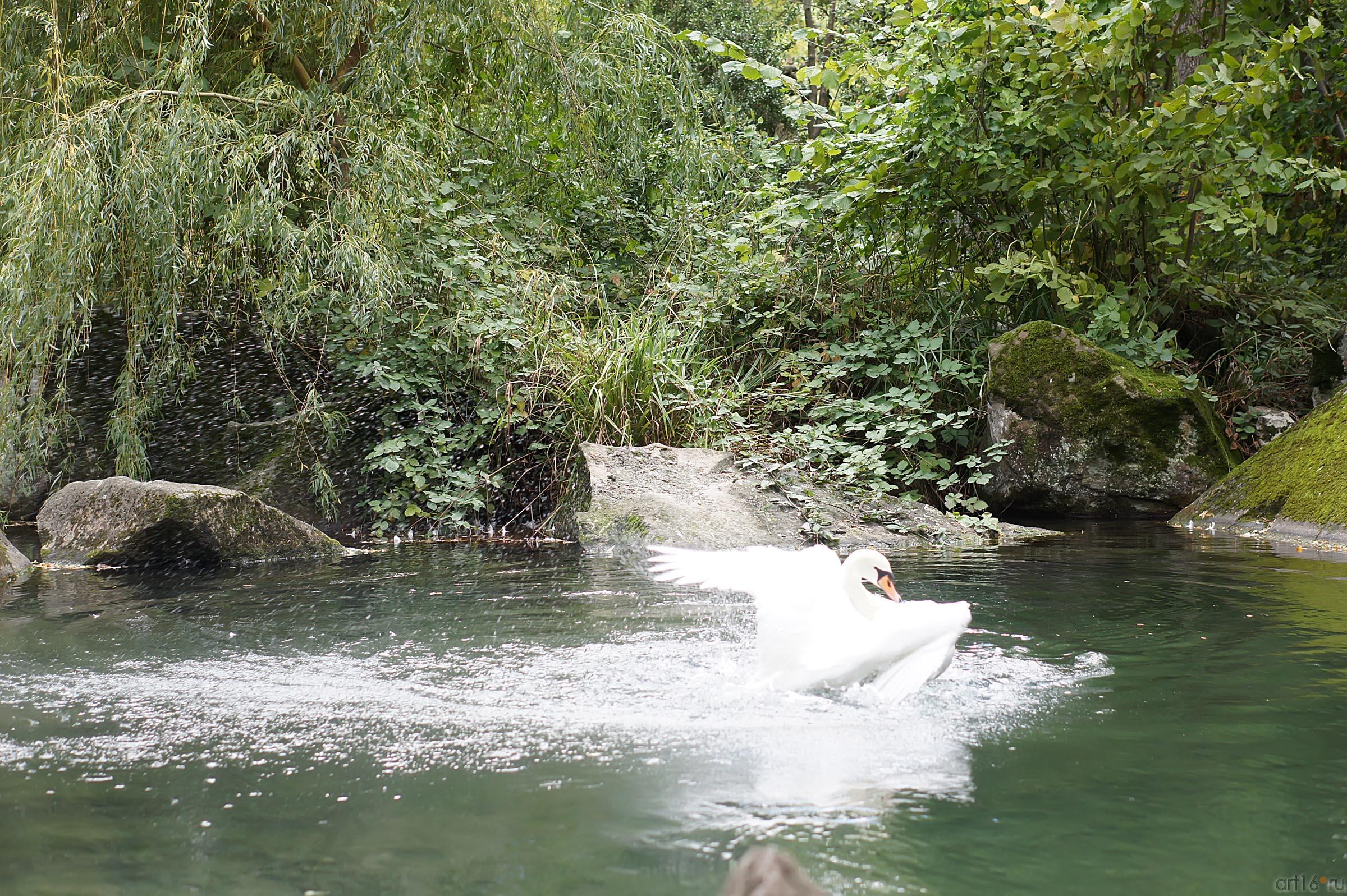 Озера верхнего парка. Воронцовский парк. Лебедь::Воронцовский парк