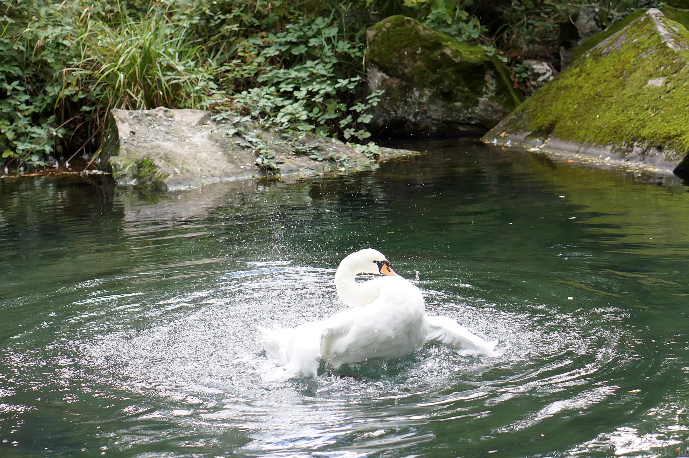 Озера верхнего парка. Воронцовский парк. Лебедь::Воронцовский парк