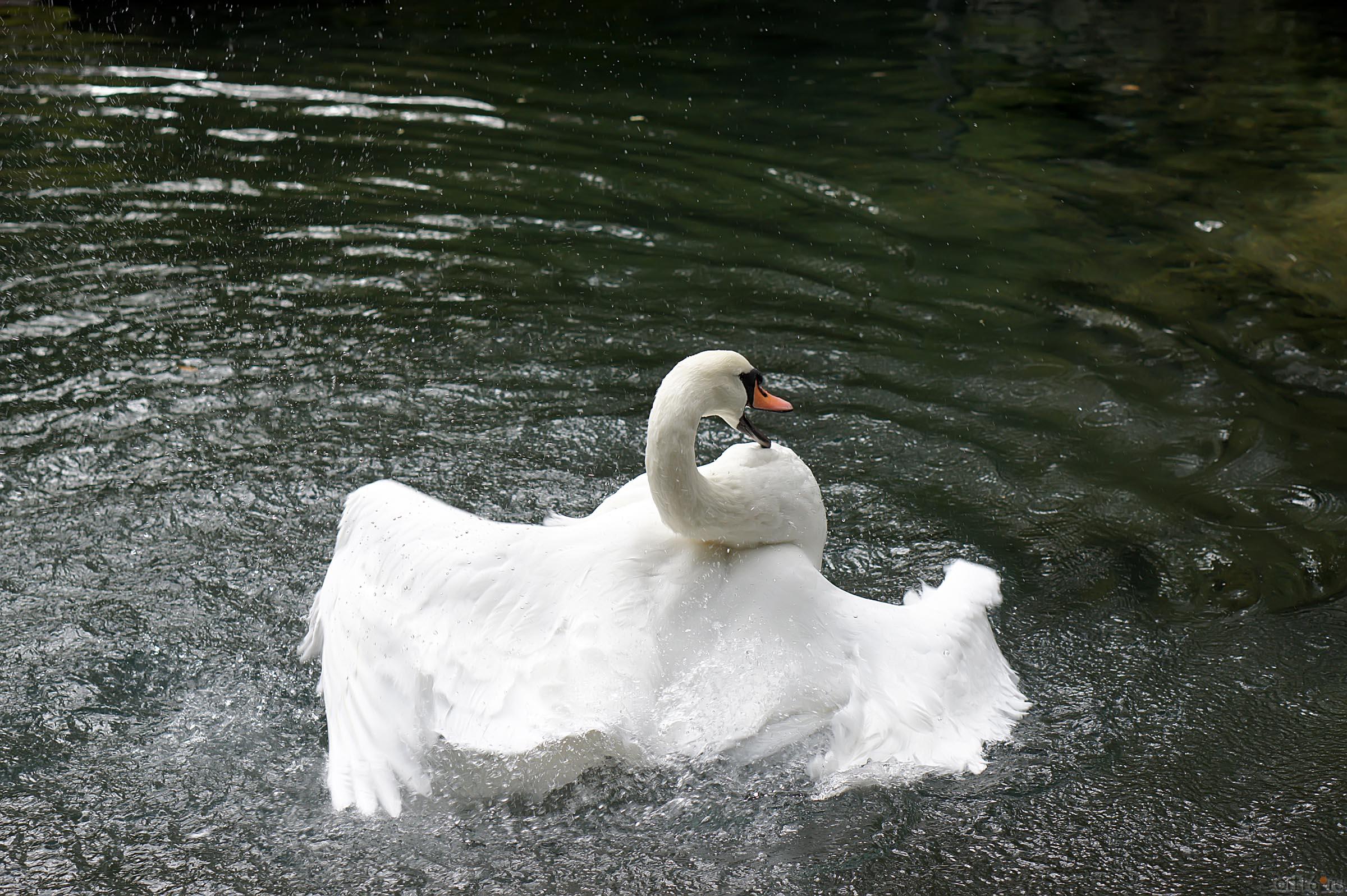 Озера верхнего парка. Воронцовский парк. Лебедь::Воронцовский парк