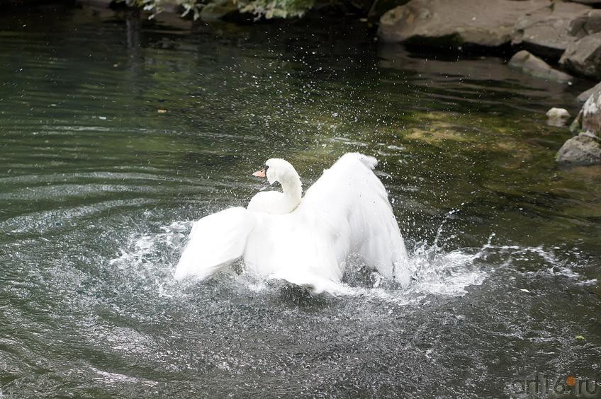 Озера верхнего парка. Воронцовский парк. Лебедь::Воронцовский парк