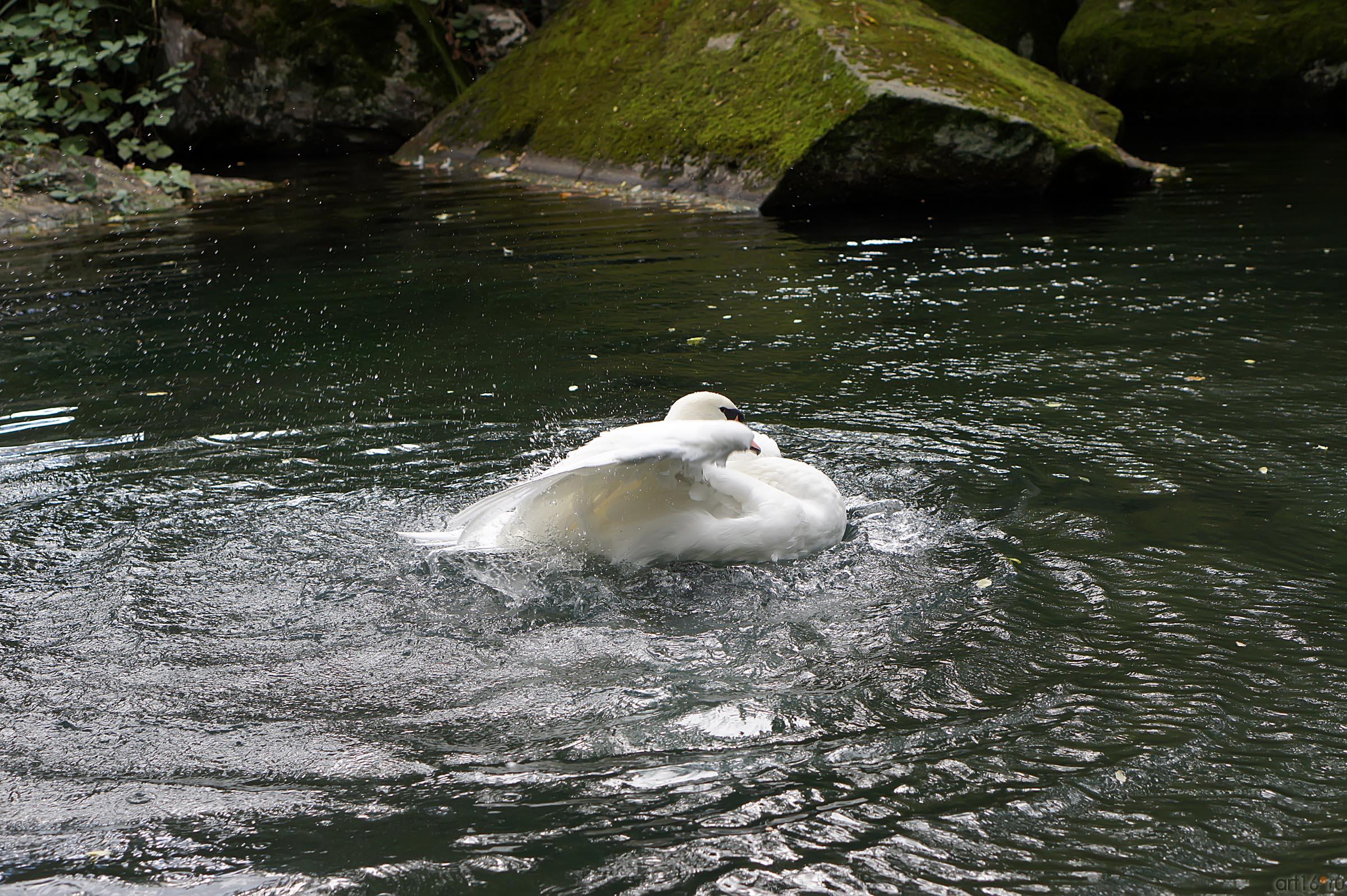 Озера верхнего парка. Воронцовский парк. Лебедь::Воронцовский парк