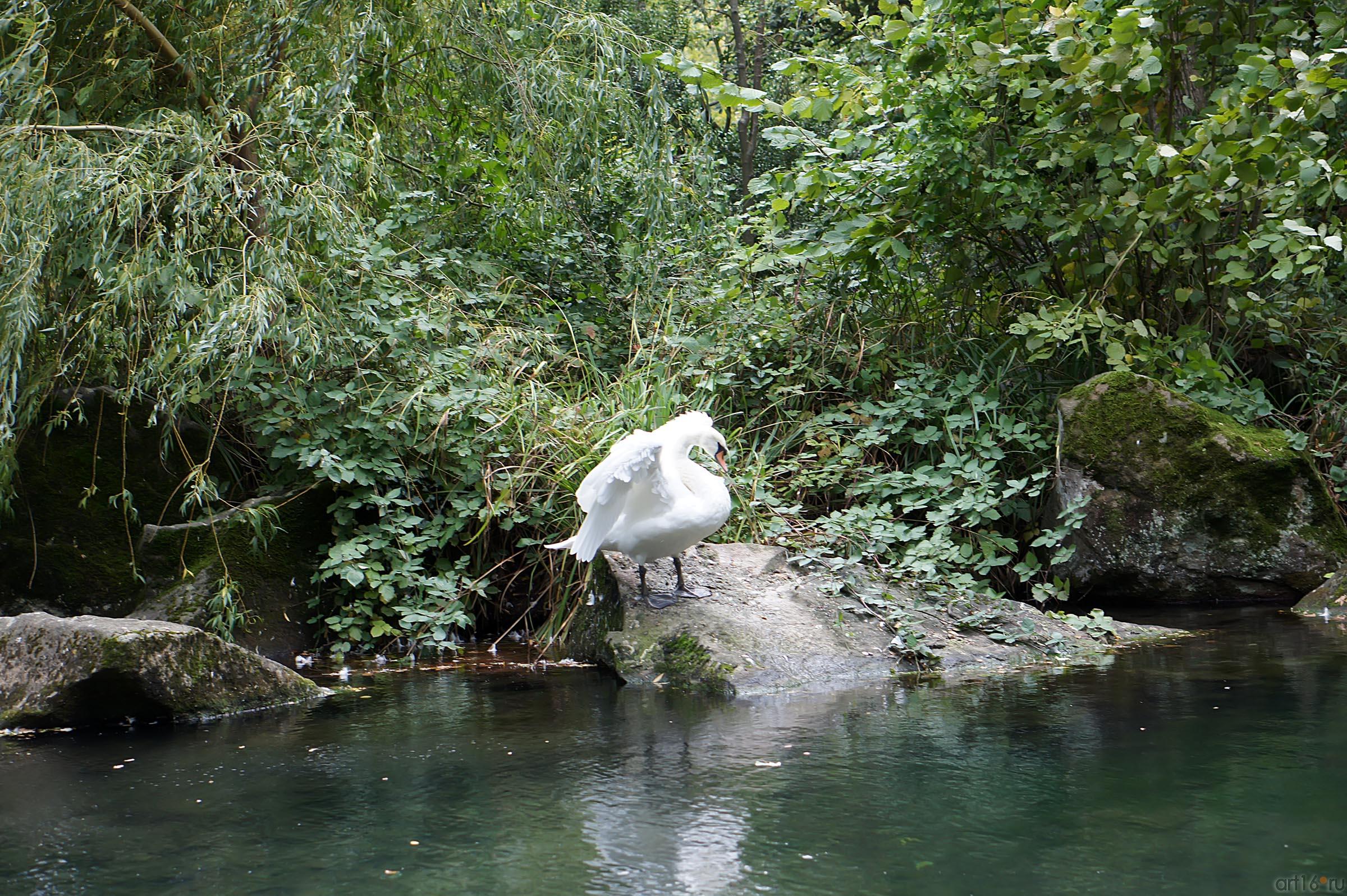 Озера верхнего парка. Воронцовский парк. Лебедь::Воронцовский парк
