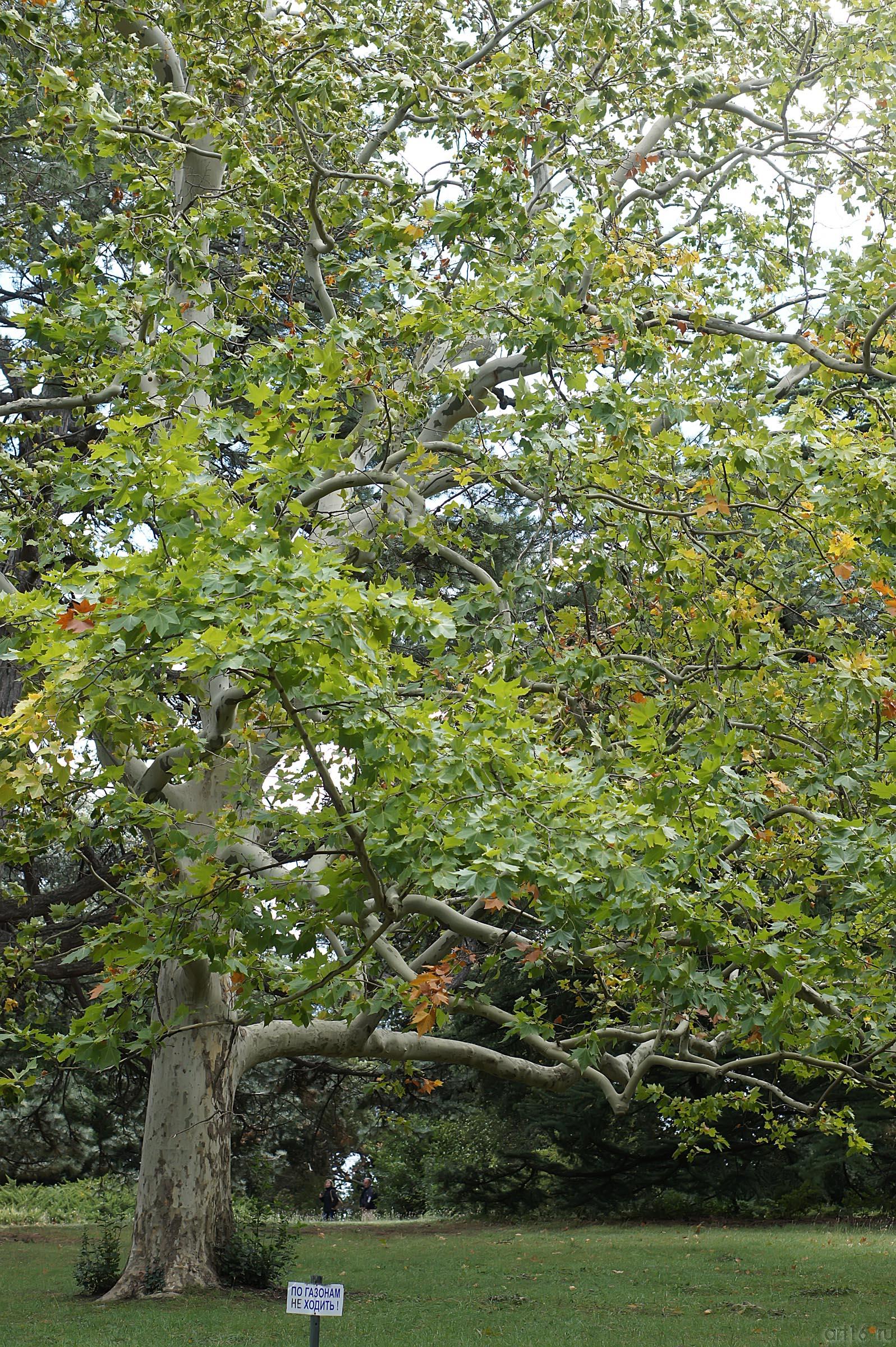 Флора Воронцовского парка::Воронцовский парк