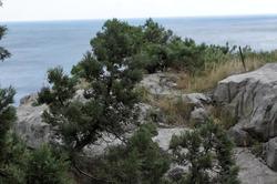  Скалистый берег Черного моря. Симеиз