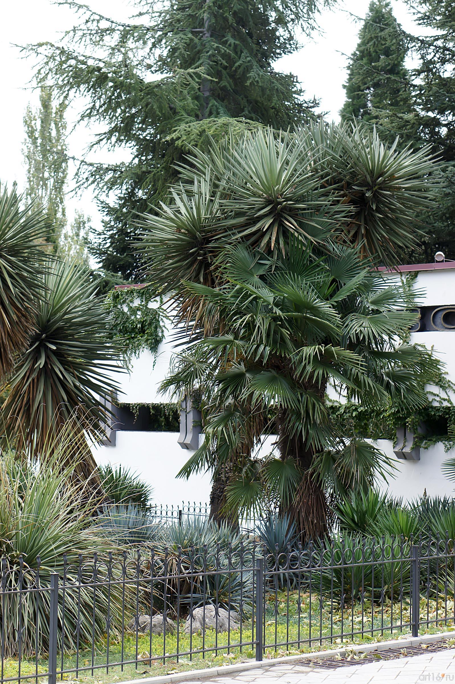 Никитский ботанический сад::Никитский ботанический сад