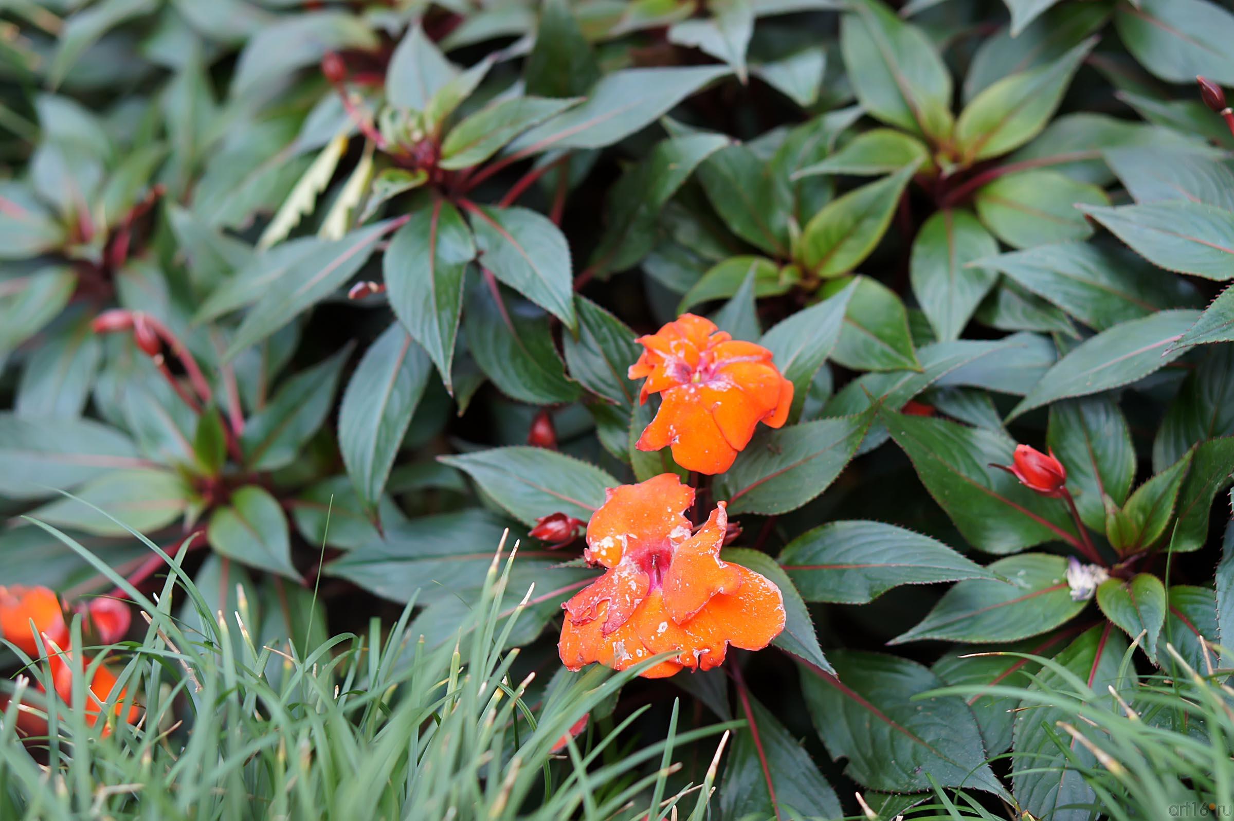 Цветы Никитского ботанического сада::Никитский ботанический сад