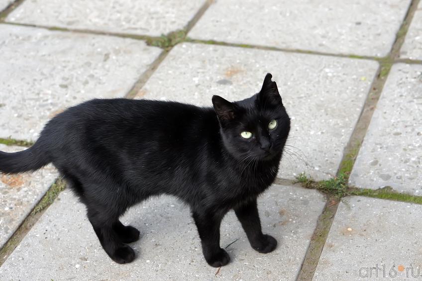 Черная кошка::Никитский ботанический сад