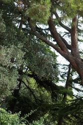 Деревья  Никитского ботанического сада