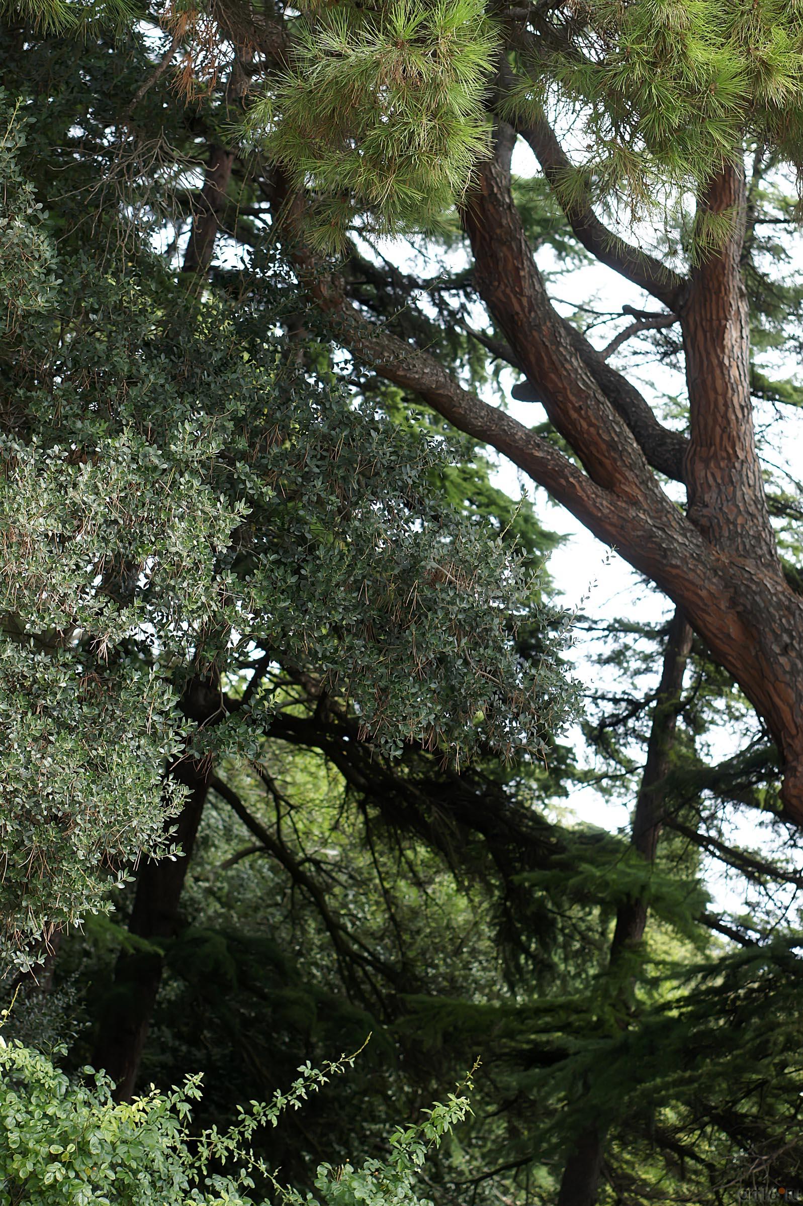 Деревья  Никитского ботанического сада::Никитский ботанический сад