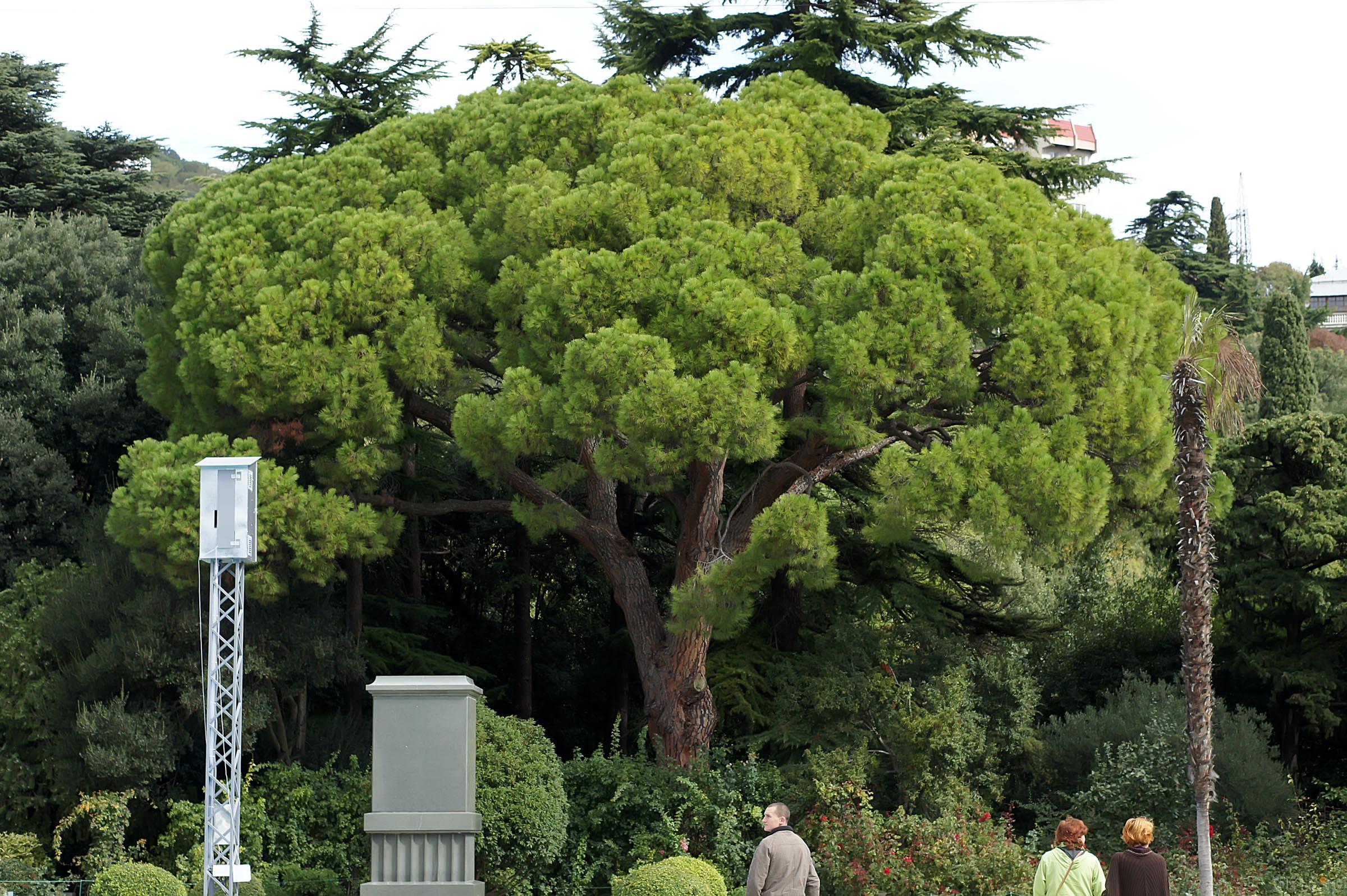 Растительность Никитского ботанического сада::Никитский ботанический сад