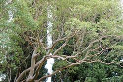 Деревья Никитского ботанического сада