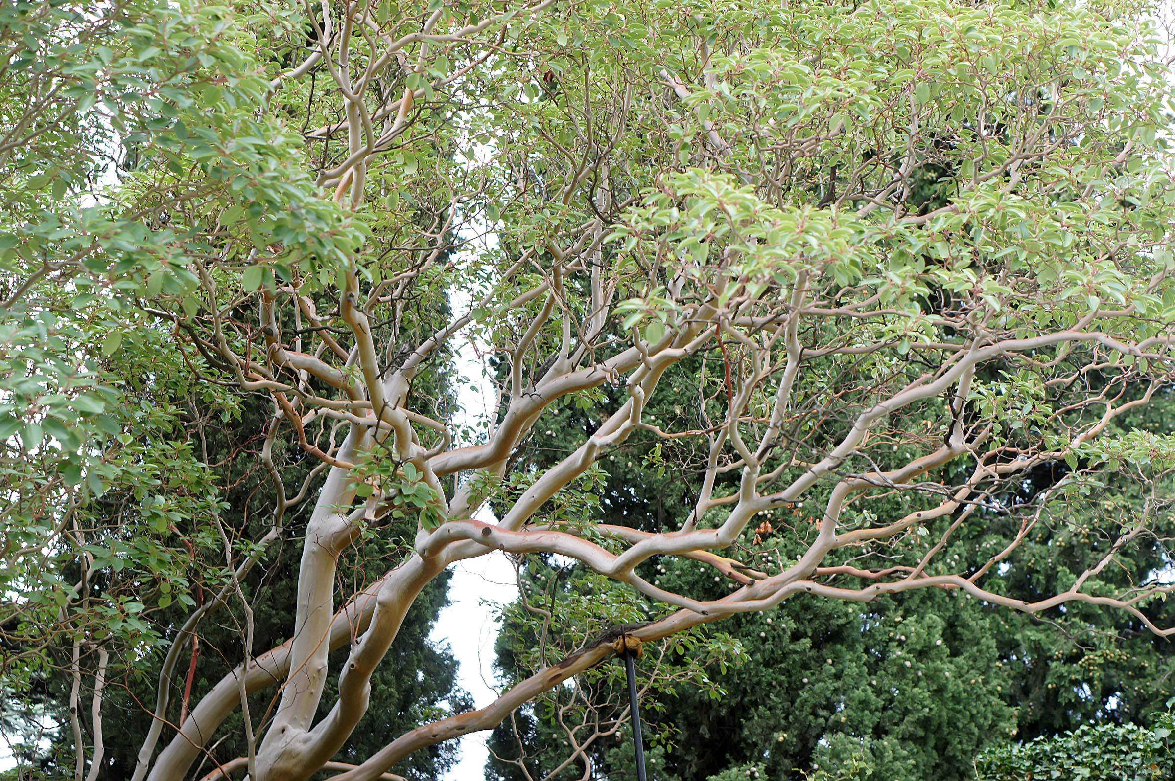 Деревья Никитского ботанического сада::Никитский ботанический сад