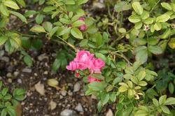 Розы. Никитский  ботанический сад