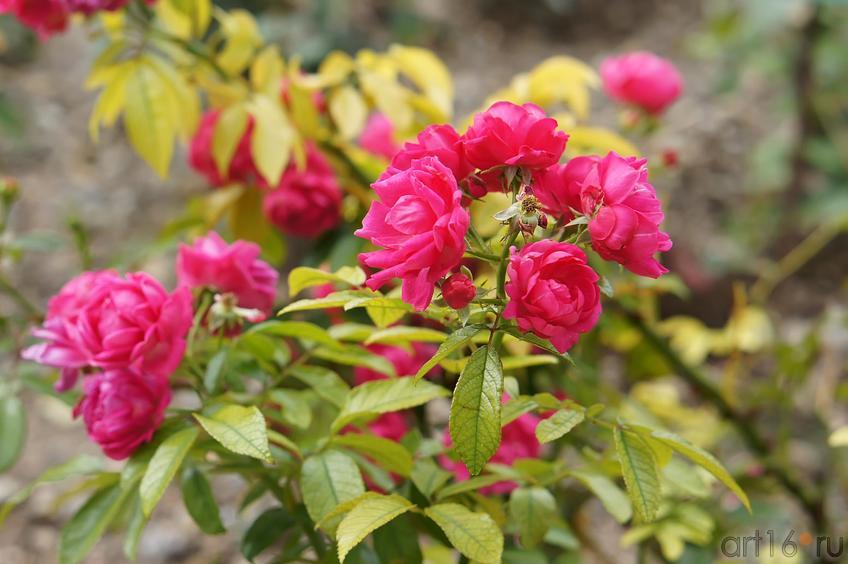 Фото №193642. Розы. Никитский  ботанический сад