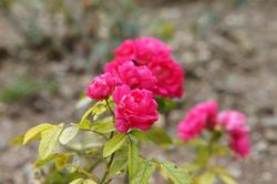Розы. Никитский  ботанический сад