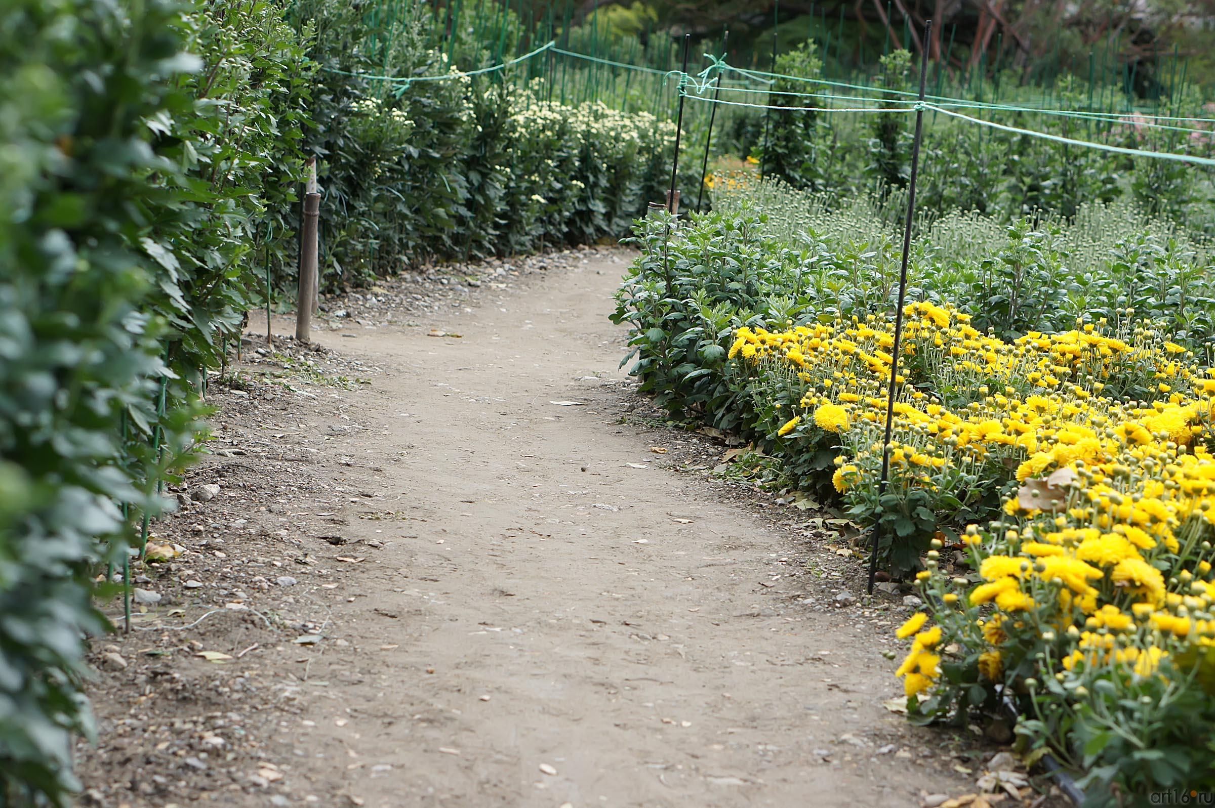 Никитский  ботанический сад. Цветы::Никитский ботанический сад