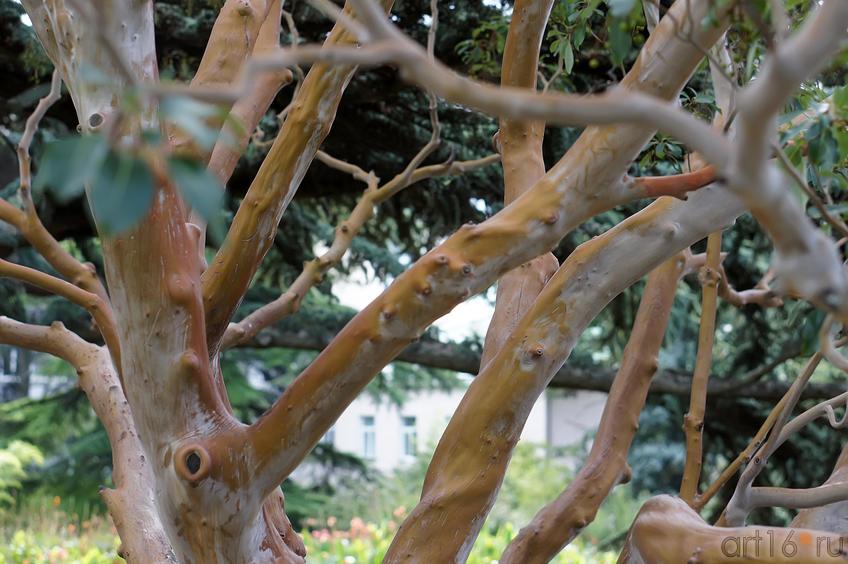 Деревья. Никитский  ботанический сад::Никитский ботанический сад