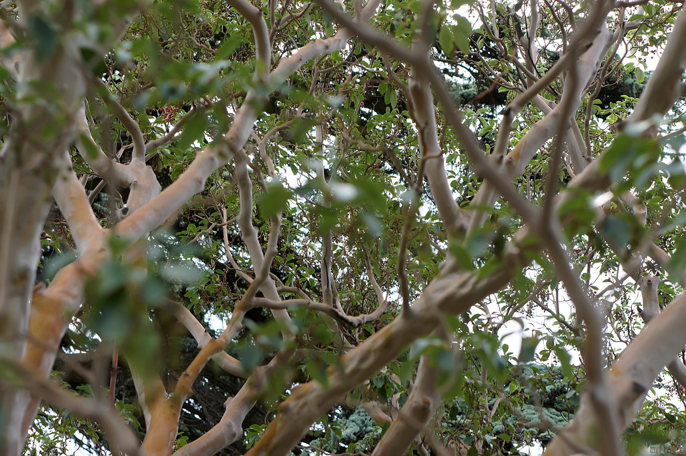 Деревья. Никитский  ботанический сад::Никитский ботанический сад