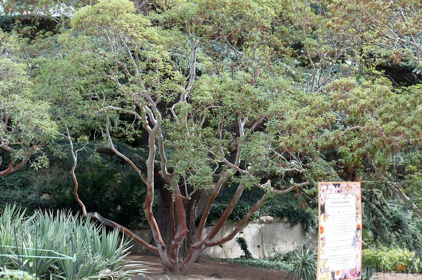 Деревья. Никитский  ботанический сад::Никитский ботанический сад